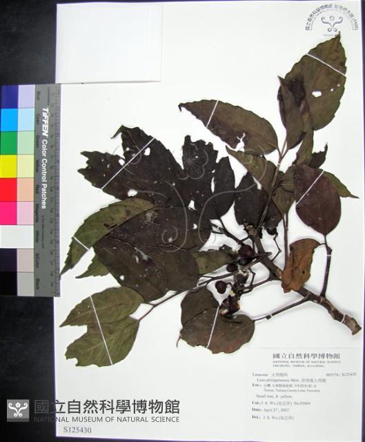 菲律賓火筒樹藏品圖，第1張