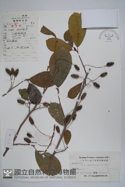 榿木藏品圖，第1張