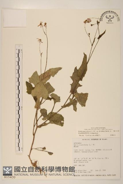 紫背草藏品圖，第1張