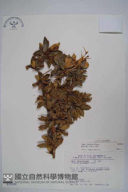 臺灣小蘗藏品圖，第1張