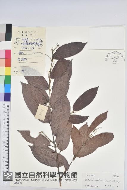 粗毛野桐藏品圖，第1張