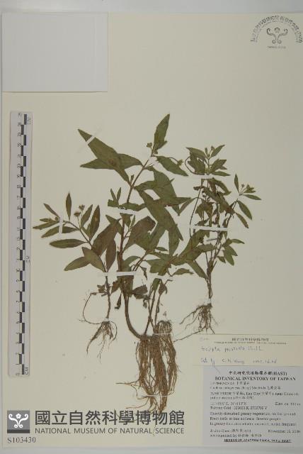 鱧腸藏品圖，第1張