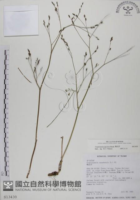 鴨兒芹藏品圖，第1張