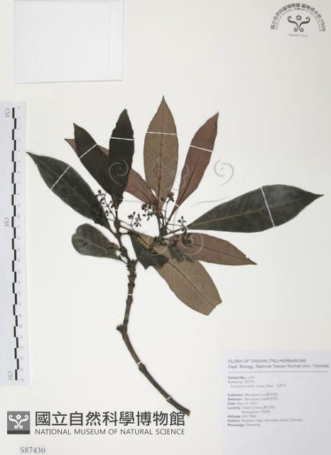 九節木、牛屎烏、青龍吐霧藏品圖，第1張