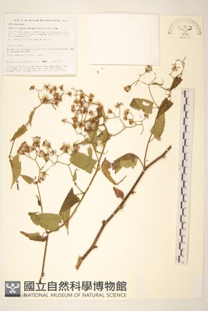 蔓黃菀藏品圖，第1張