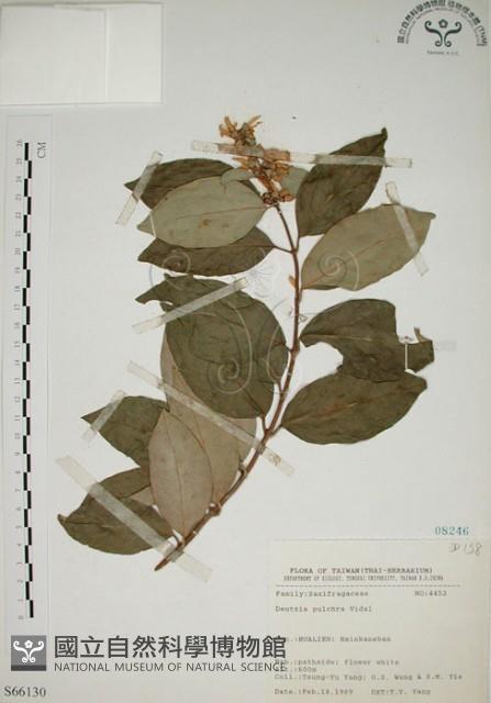 大葉溲疏藏品圖，第1張