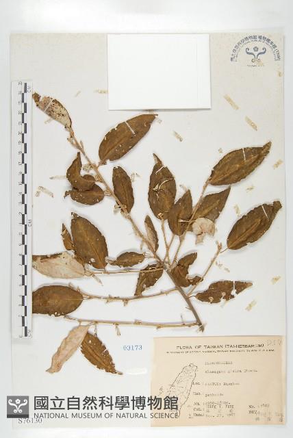 藤胡頹子藏品圖，第1張