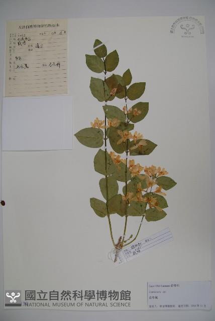 登錄號:S105130藏品圖，第1張