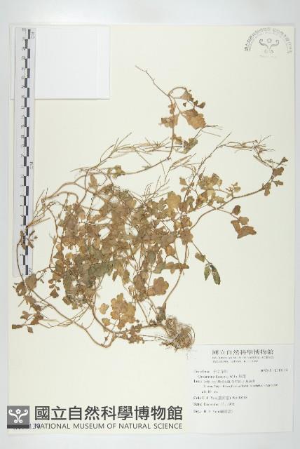 焊菜藏品圖，第1張