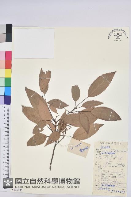 粗糠柴藏品圖，第1張