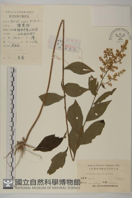 珍珠蒿、奇蒿藏品圖，第1張