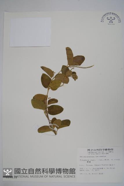 鷗蔓藏品圖，第1張