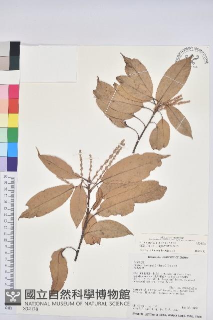 短尾柯、油葉杜、嶺南柯藏品圖，第1張