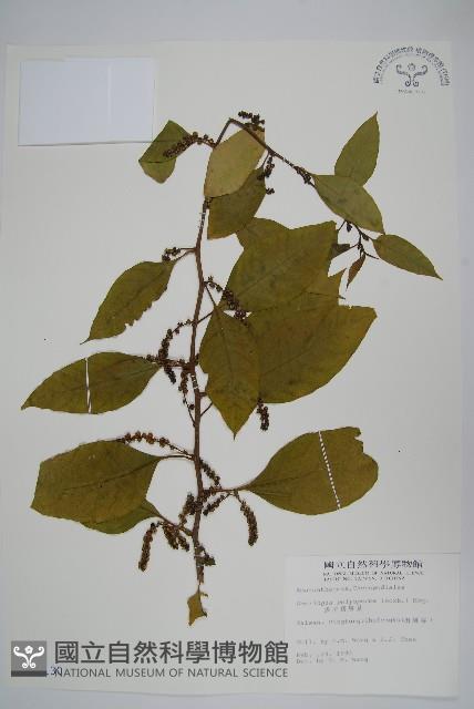 多子漿果莧藏品圖，第1張