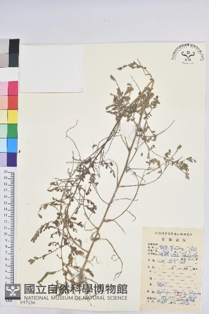 小返魂藏品圖，第1張