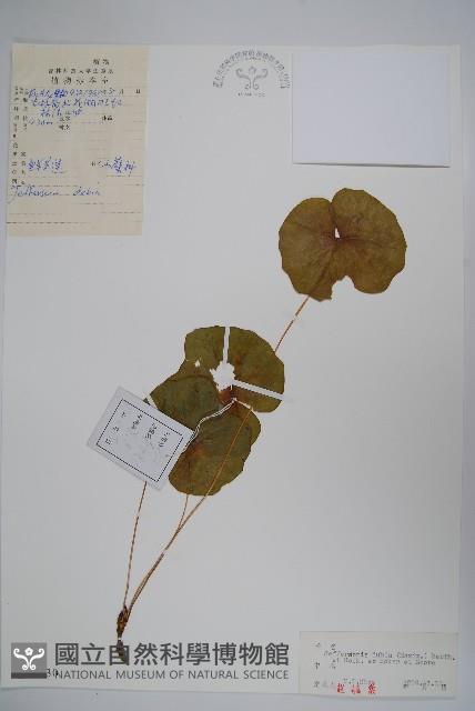 鮮黃連藏品圖，第1張