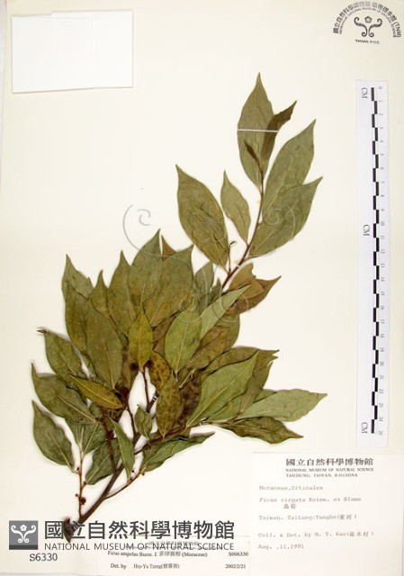 菲律賓榕藏品圖，第1張