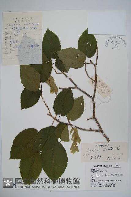 千金榆藏品圖，第1張