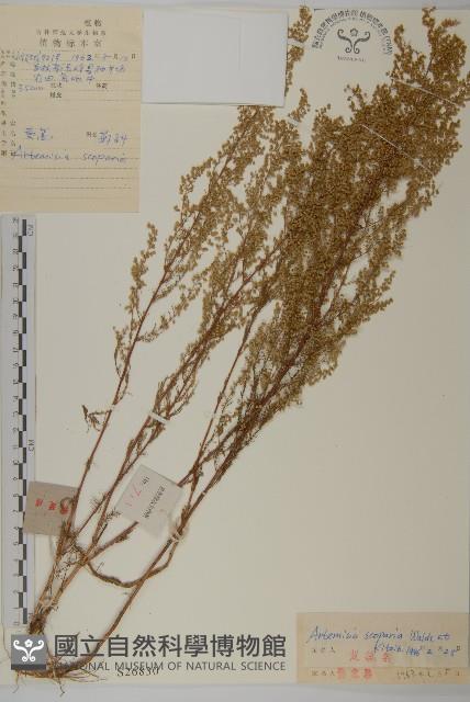 黃蒿藏品圖，第1張