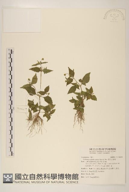 粗毛小米菊藏品圖，第1張