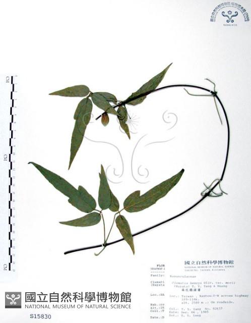 森氏鐵線蓮藏品圖，第1張