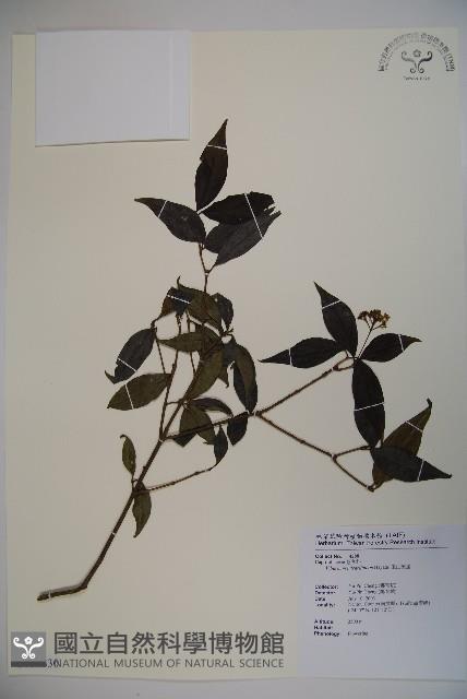 玉山糯米樹、狹葉糯米樹藏品圖，第1張