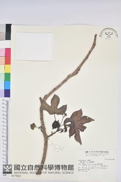 麻瘋樹藏品圖，第1張