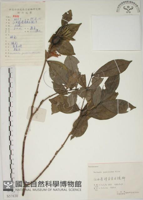 山黃梔藏品圖，第1張