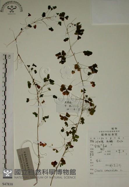 酢漿草藏品圖，第1張