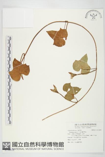 紅花野牽牛藏品圖，第1張