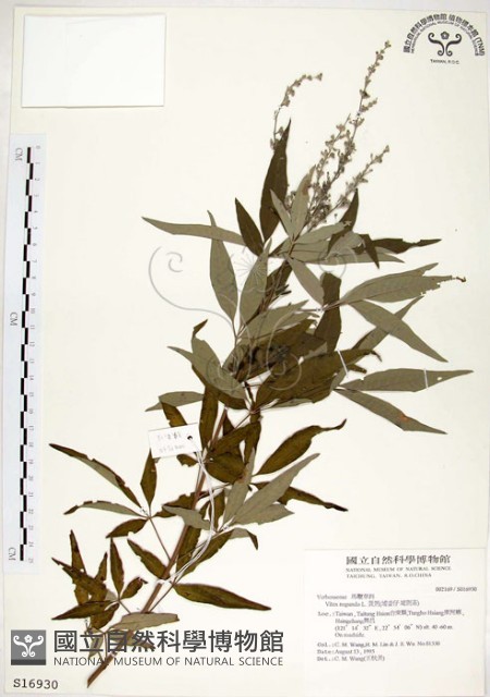 黃荊藏品圖，第1張