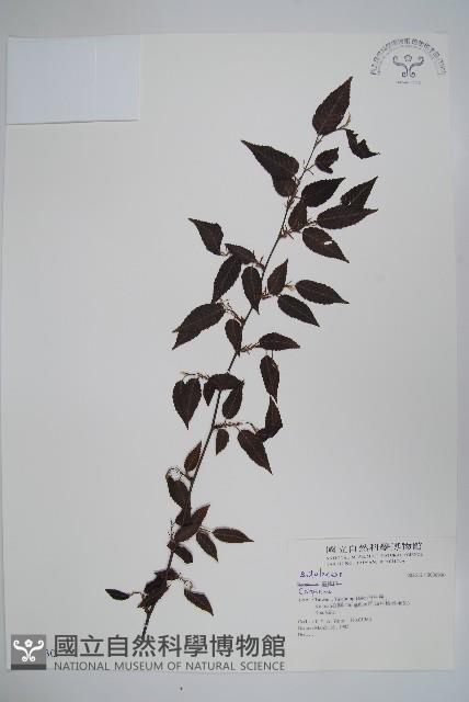 登錄號:S036930藏品圖，第1張