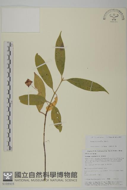 紅紫珠藏品圖，第1張