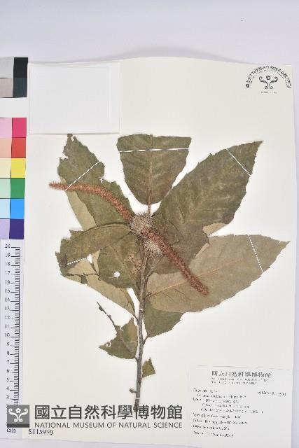 板栗藏品圖，第1張