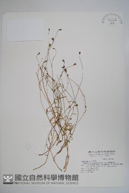 細葉蘭花參藏品圖，第1張