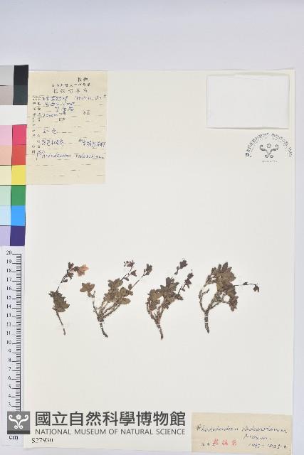 葉狀苞杜鵑藏品圖，第1張