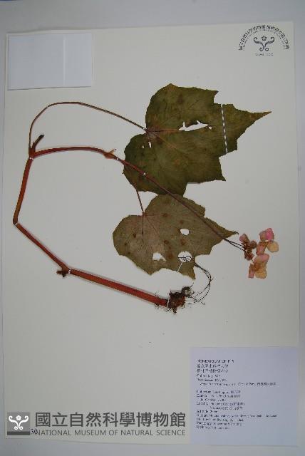 南台灣秋海棠藏品圖，第1張