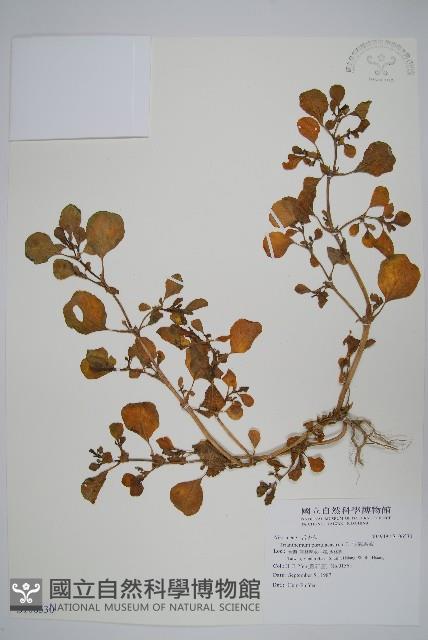 假海馬齒藏品圖，第1張