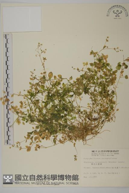 繁縷藏品圖，第1張