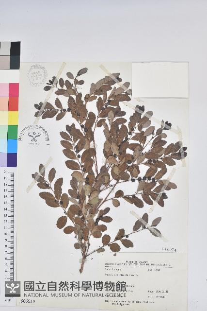 紅仔珠藏品圖，第1張