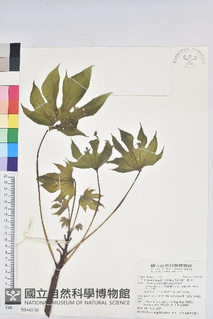 廣東油桐、皺桐藏品圖，第1張