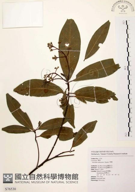 Incense Machilus, Incense Nanmu Collection Image