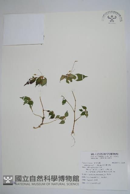 紫花鳳仙花藏品圖，第1張