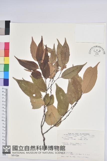 長尾栲、長尾柯、長尾尖葉櫧藏品圖，第1張