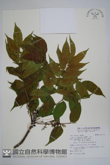 木蠟樹、山漆藏品圖，第1張