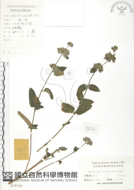 灰葉蕕藏品圖，第1張