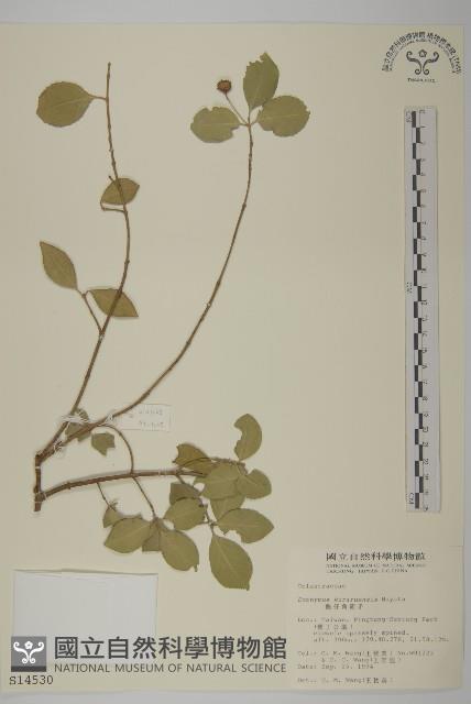 龜仔角衛矛藏品圖，第1張