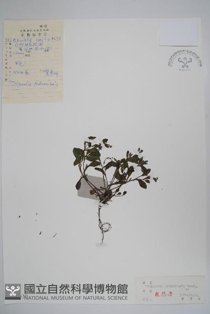 附地菜藏品圖，第1張