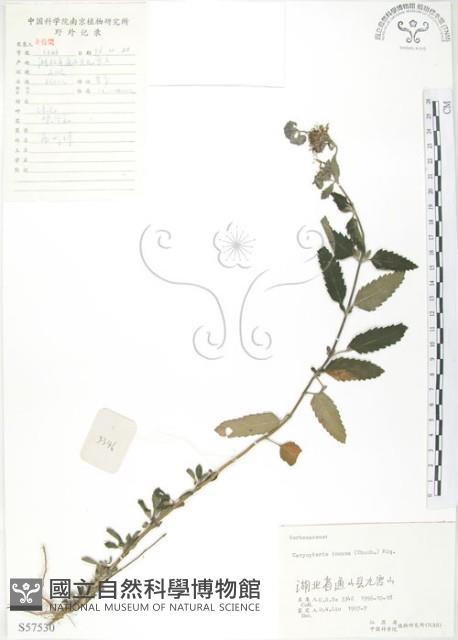 灰葉蕕藏品圖，第1張