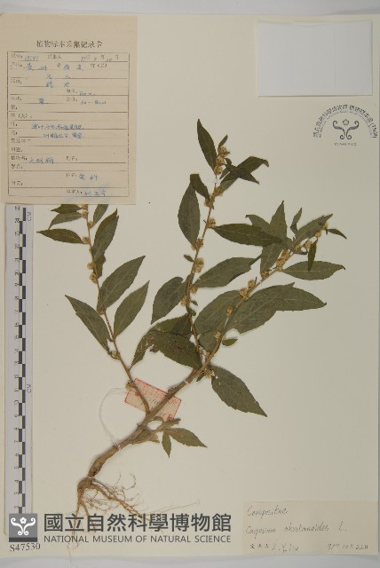 天名精藏品圖，第1張
